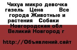 Чихуа микро девочка газель › Цена ­ 65 - Все города Животные и растения » Собаки   . Новгородская обл.,Великий Новгород г.